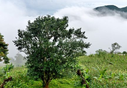 普洱澜沧邦崴古树茶•邦崴古茶树王