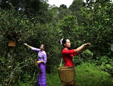 云南省推出最严规划最硬执法最实举措全力保护古茶山古茶树资源